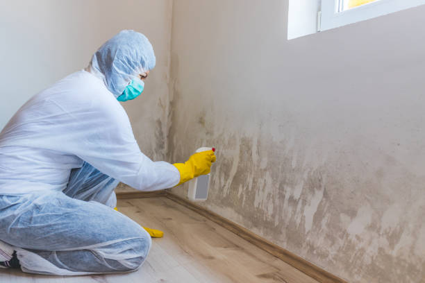 Licensed Mold Inspection service in Palmyra, NJ - WQB Mold Removal